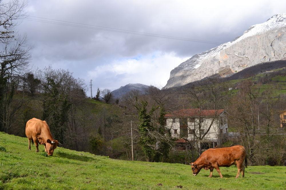 Alesga Hotel Rural - Valles Del Oso -Asturias Сан-Салвадор Экстерьер фото